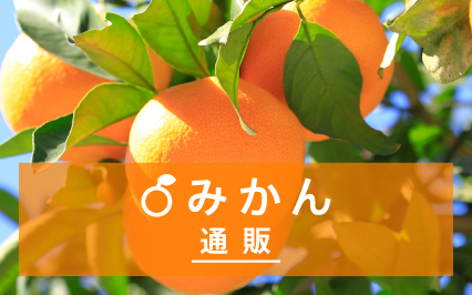 みかん通販