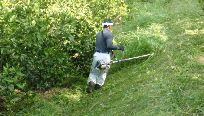 タンカン通販よもやま話①【5月】 草刈り ― 雑草との戦いの始まり