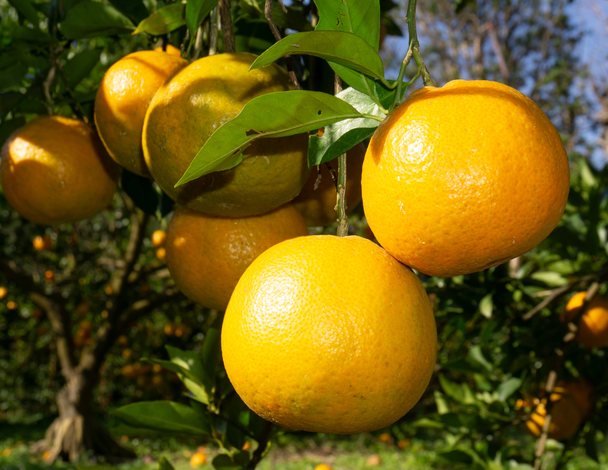 タンカン通販よもやま話⑤タンカンの歴史