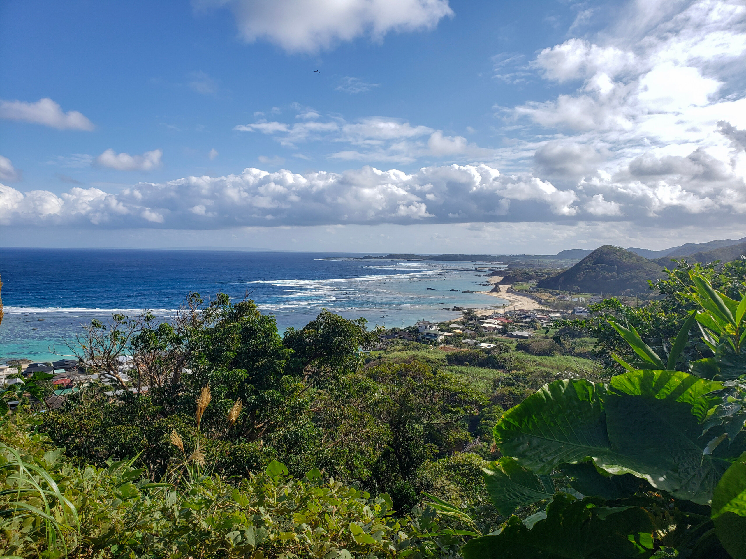 タンカン通販よもやま話⑤タンカンの歴史 奄美大島とタンカンの出会い