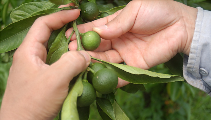 タンカン通販よもやま話①【7月~9月】 草刈り・摘果 ― 果実の数を調整す