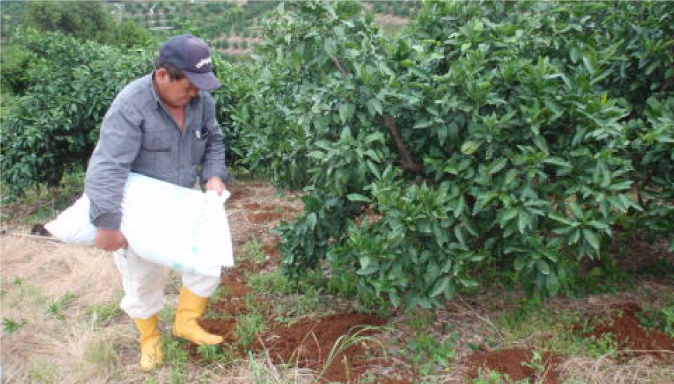 タンカン通販よもやま話①【10月~11月】 草刈り・肥料 ― 冬に向けて栄養補給