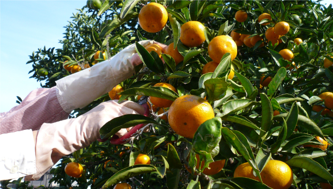タンカン通販よもやま話①【2月中旬~3月下旬】 収穫・出荷 ― 一年の集大成