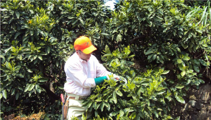 タンカン通販よもやま話①【収穫後】 剪定・肥料 ― 来年に向けた準備