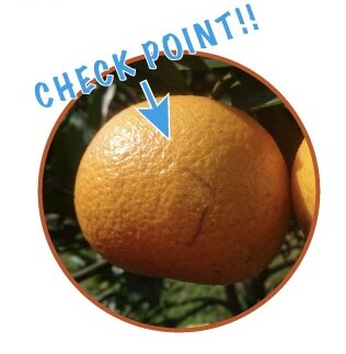 タンカン通販:見分け方、扁平